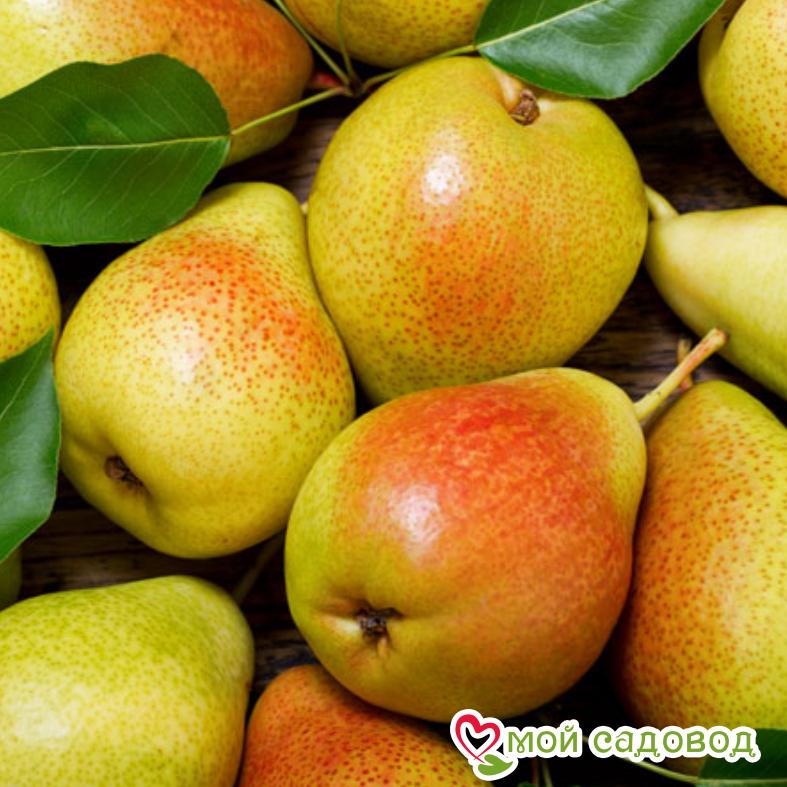 Груша Валентина