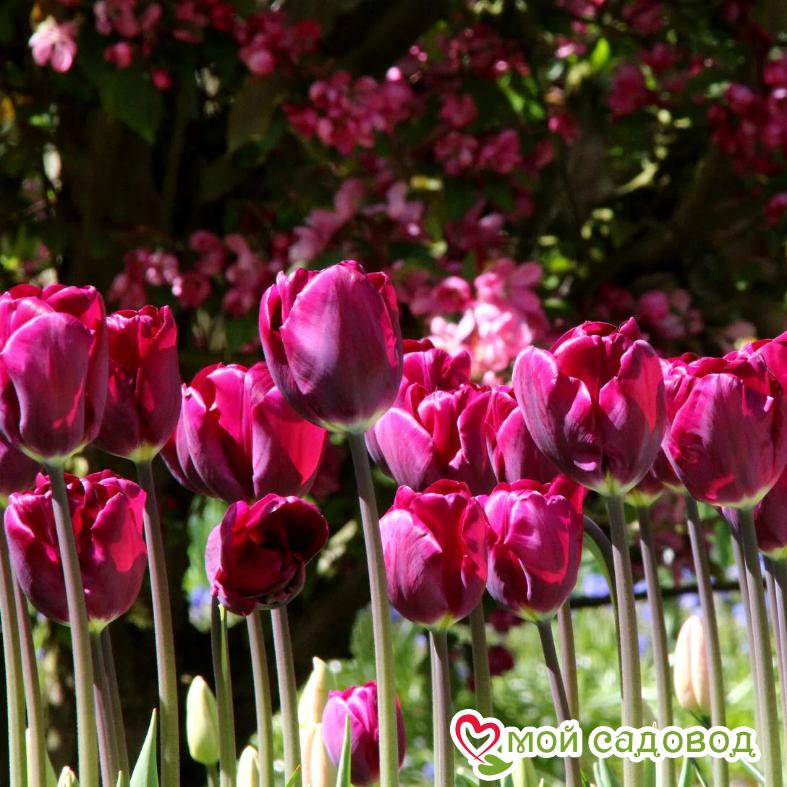 Тюльпан Триумф Пурпл Леди