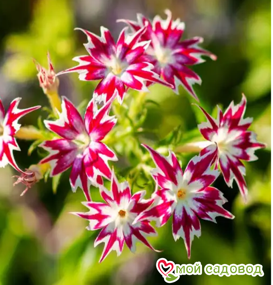 Флокс Метельчатый Путь