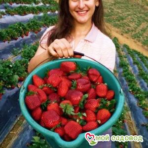 Клубника Баунти